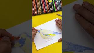 Dessiner un oiseau aux crayons polychromos [upl. by Lebasile924]