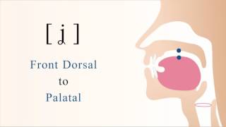 ʝ  voiced dorsal palatal non sibilant fricative [upl. by Paddie573]