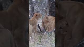 Lovely Moments of Lion Family 🦁 Meet the Cutest Baby Lions 📹See the True Behavior of Lions Up Close [upl. by Hussey822]