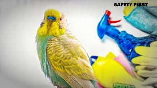 Budgie Care Tips for Cleaning and Safety [upl. by Jovi]