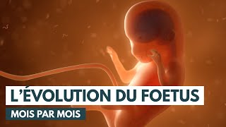 Le développement du fœtus  Évolution grossesse  Animation 3D [upl. by Breh]