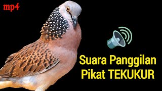 Suara Burung Tekukur Gacor Paling Dicari Untuk Pancingan Yang Malas Bunyi [upl. by Idnyc]