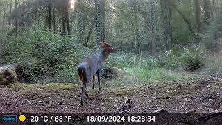 Muntjac Deer [upl. by Weisler143]