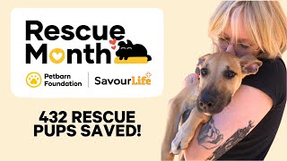 How we helped save 432 rescue dogs [upl. by Frasch872]