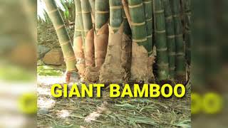 Moso bamboo in india GIANT BAMBOO विशाल बाँस dendracalamus giganteus [upl. by Cresida]