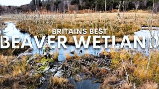 Exploring Scotlands Best Beaver Habitat [upl. by Anirrak]