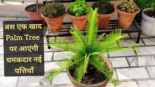 Cycus palm care n fertilizer बस एक खाद palm tree बन जाएगा घना आएंगी ज्यादा पत्तियाँ Sago palm [upl. by Arriet]