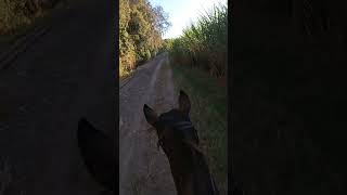 Just Loping Down at the Creek 💕 horse justlikejade mare ottb hardwork horsetraining [upl. by Ashlee]