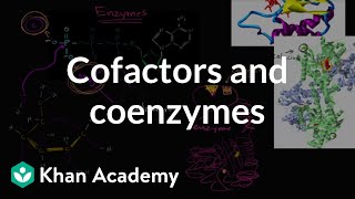 Enzyme cofactors and coenzymes  Biology  Khan Academy [upl. by Rocca]