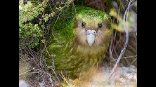 Kakapo Strigops habroptilus shorts [upl. by Enneira]