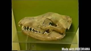 Thylacine Tasmanian Tiger Documentary [upl. by Einnhoj473]