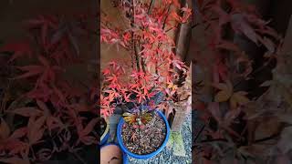 Acer  Skeeters Broom garden gardening plants autumn acer autumncolours [upl. by Lilybel2]