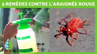 Comment se DÉBARRASSER des ARAIGNÉES ROUGES sur les PLANTES 🕷️🌿  5 Remèdes maison ✅ [upl. by Letsyrhc872]