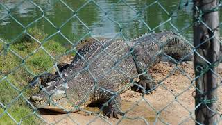 Koorana Crocodile Farm 1 [upl. by Riobard]