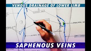 Great Saphenous Vein amp Small Saphenous Vein  Venous drainage of lower limb [upl. by Yekram97]