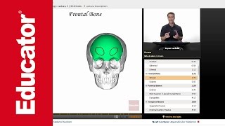 Axial Skeleton Frontal and Parietal Bones [upl. by Columbus]