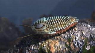 Trilobite an extinct marine arthropod from the Paleozoic Era [upl. by Aloek]