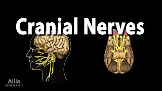 Cranial Nerves Basic Anatomy Functions Effects of Damage and Clinical Tests Animation [upl. by Enihpad]