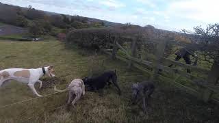 Ferreting October 25th Whippets Lurchers Nets and Ferrets [upl. by Ayanet]