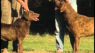 Retrievers Overview  AKC Dog Breed Series [upl. by Ahsekal]