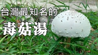 台灣九成以上的野菇中毒事件就是這毒菇湯引起的 Poisonous Soup of Chlorophyllum molybdites [upl. by Annawak]