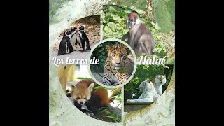 Les terres de Nataé Zoo de PontScorff [upl. by Beryle791]