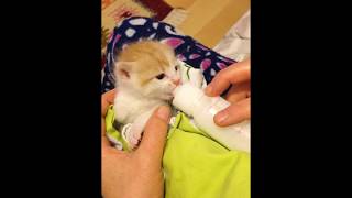 TINY CAT FEEDING SO CUTE  BOTTLE FEED KITTEN [upl. by Giacomo]