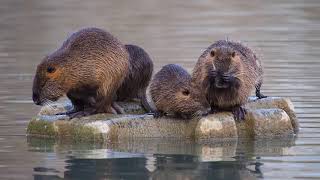 Coypus Nutrias On A Float [upl. by Miculek910]