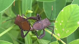 Bọ xít chân lá giao phối  Leaf Footed Bug Acanthocephala terminalis in love 16 [upl. by Ilrahc665]