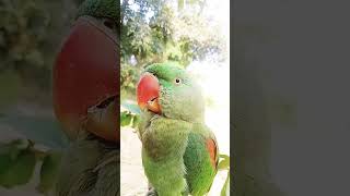 Mitu🐦 k pass har sawal k jawab he🥰shortparrotvideos👍🦜 [upl. by Orabelle]