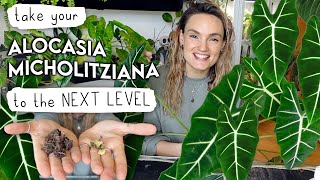 My Secrets To Growing Alocasia Frydek HUGE 🌱 Levelling Up My Alocasia Micholitziana [upl. by Derrick]