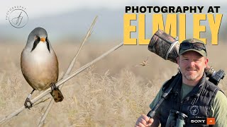 Wildlife Photography at Elmley Nature Reserve  Hen Harrier amp Bittern  Sony A1 amp 400mm f28 GM [upl. by Shurwood]