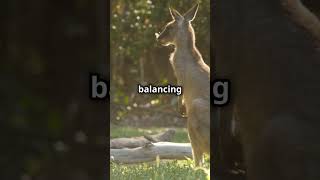 Amazing Facts About Kangaroos People Dont Know About [upl. by Darline]