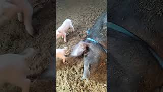 Piglets walk on their mothers back pig shorts [upl. by Ellah]