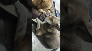 Dost ne Li bhuri ki talashi 🙆  doglover dailyvlog animallover dostbhuri streetdogs viral [upl. by Correy]