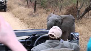 Playful Young Elephant on South African Safari [upl. by Osana]