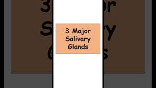 3 Major Salivary Glands anatomy digestiveorgans biology [upl. by Imotih]