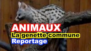 ANIMAUX  La genette commune Genetta genetta [upl. by Zedekiah]