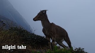 Nilgiri Tahr  endemic to the hill ranges of the Western Ghats  Eravikulam in Munnar [upl. by Oech761]