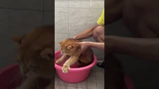 Cat Bath Time 🐱Funny Moments kitten memes cat [upl. by Mulligan525]