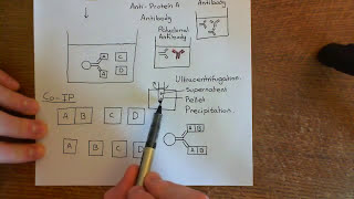 CoImmunoprecipitation Part 2 [upl. by Annelise]