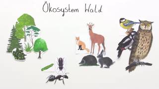 Nahrungsbeziehungen im Ökosystem  Biologie  Ökologie [upl. by Ainosal]