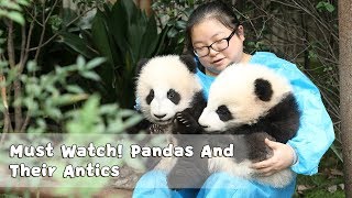 Must Watch 4  Pandas And Their Antics  iPanda [upl. by Akinar140]