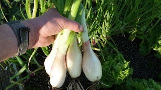 Allotment Diary  Planting out the Banana Shallot plants [upl. by Sinclare569]