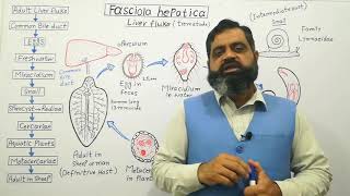 Class Trematoda English medium profmasoodfuzail Life cycle of Liver Fluke  Fasciola hepatica [upl. by Liamsi714]