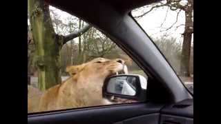 Lion attack at Knowsley Safari park [upl. by Thordis]