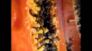 Papaya Fruit Porn [upl. by Kaufmann]