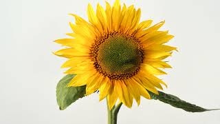 Sunflower opening time lapse Filmed over 10 days 4K [upl. by Chatwin]