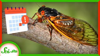 Why Are Periodical Cicadas So  Periodical [upl. by Renie]