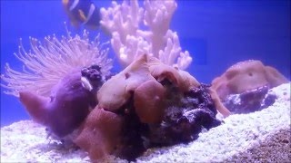 Bristle Worms Spawning in Aquarium [upl. by Nalim]